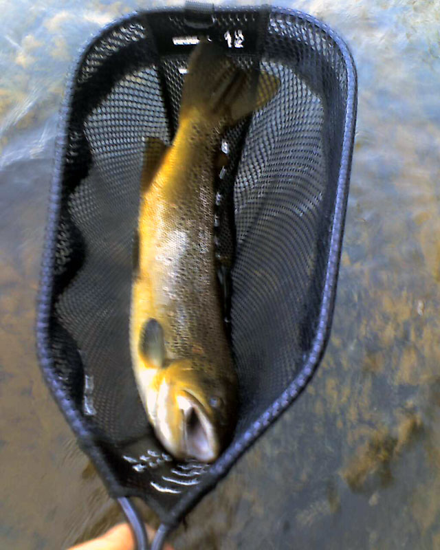 Steve Ikeda's 2nd Brown Trout | Middle Fork American River