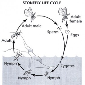 Stonefly life cycle
