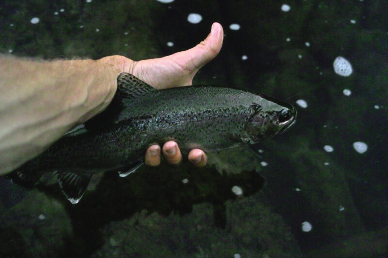 Photo Galleries of the Horseshoe Bar Preserve Horseshoe Bar Fish