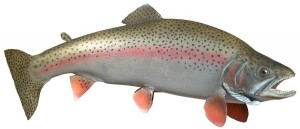rainbow trout american river